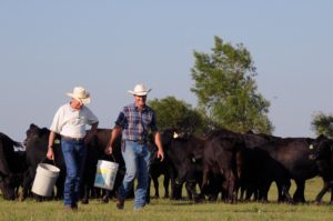 ranchers with cattle