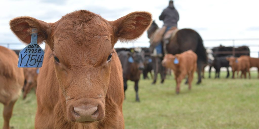 calf and cattle ranchers