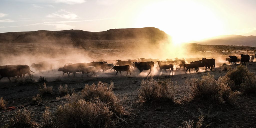 cattle at sunset