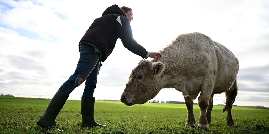 young rancher with cow