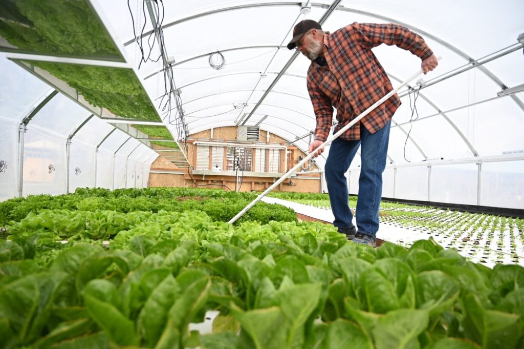 tending greens in the greenhouse