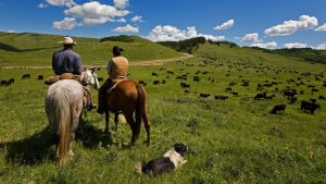 western ranchers watching over their cattle