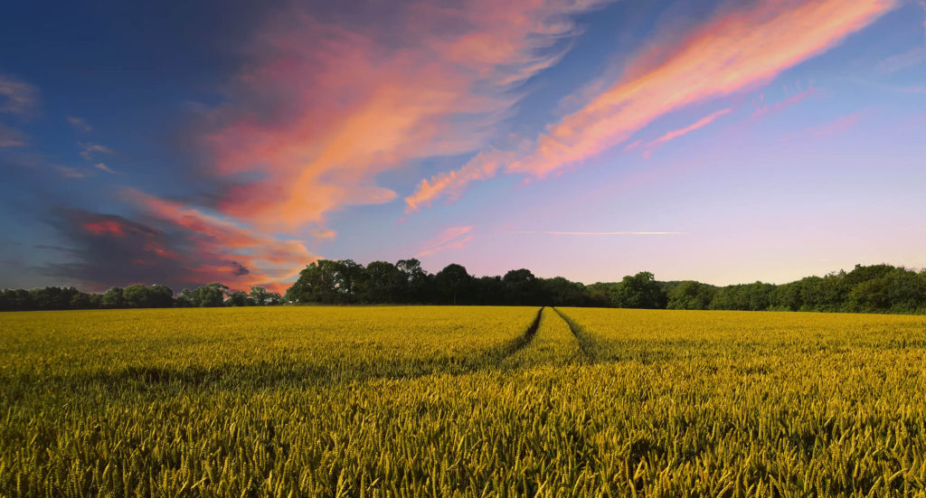 western Agricultural landscape