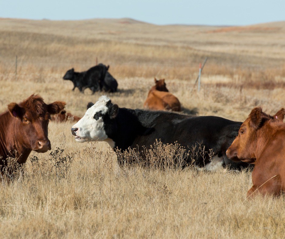 north dakota cattle