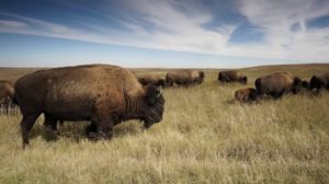 davis refinery threatens bison