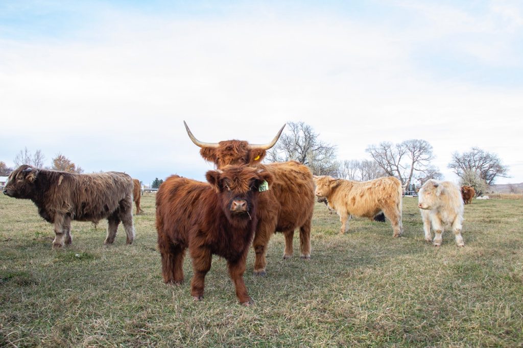 wyoming cattle ranch