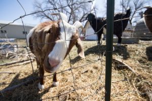 goat on a family ranch