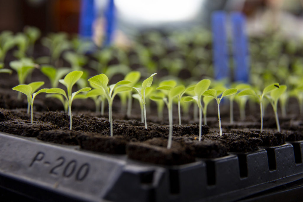 wyoming hydroponics