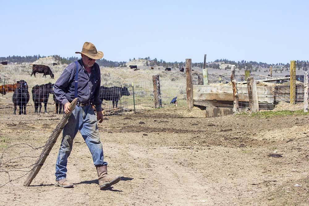 american rancher