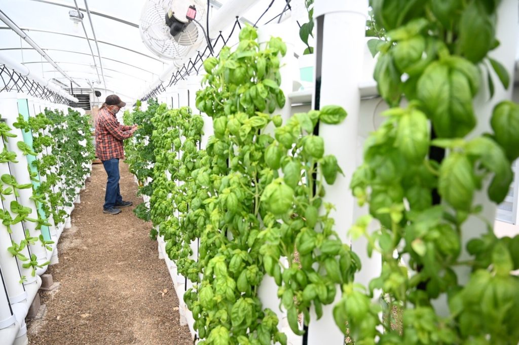 hydroponics growing